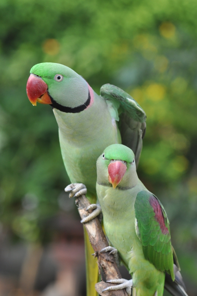 Alexandrine Parakeet Birdsiitk 2839